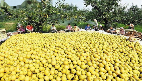 蚌埠羽絨加工基地躋身全省六強(qiáng)，區(qū)域特色產(chǎn)業(yè)迎來發(fā)展新契機(jī)